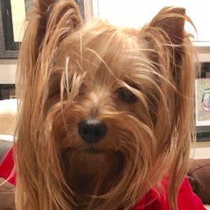 Meet your Posher, Henry