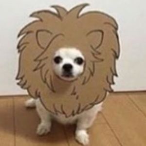 Meet your Posher, Corinne