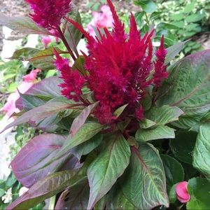 Meet your Posher, Leslie