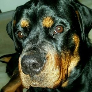 Meet your Posher, Shayla