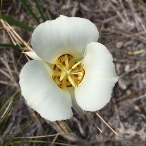 Meet your Posher, Bianca