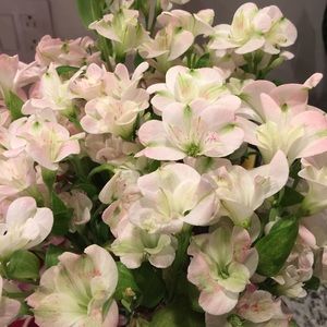 Meet your Posher, Debbie