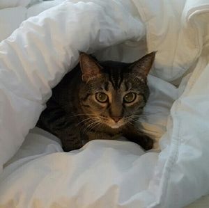 Meet your Posher, Rebecca