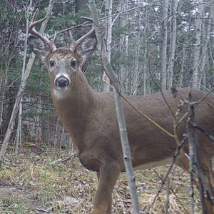 Meet your Posher, Betty
