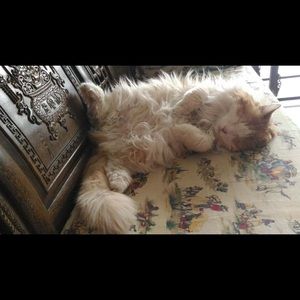 Meet your Posher, Xiaona