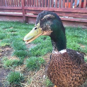 Meet your Posher, Dan