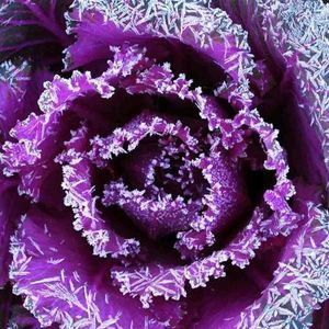 Meet your Posher, Dani