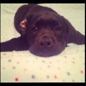 Meet your Posher, Alex