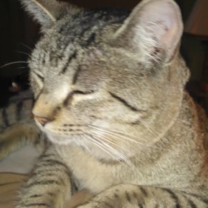 Meet your Posher, Torey