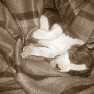 Meet your Posher, Troy