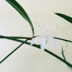 Meet your Posher, Tuan