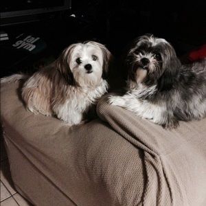 Meet your Posher, William