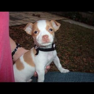 Meet your Posher, Bryttani