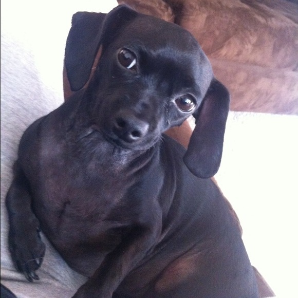 RIP Bebe 10/20/2022 - Picture 3 of 4