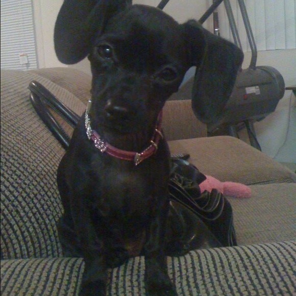 RIP Bebe 10/20/2022 - Picture 2 of 4