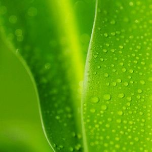 Meet your Posher, Shabnam