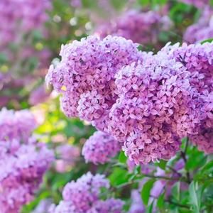 Meet your Posher, Helen