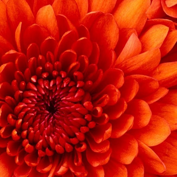 Meet your Posher, Mandy