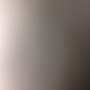 Meet your Posher, Reginae