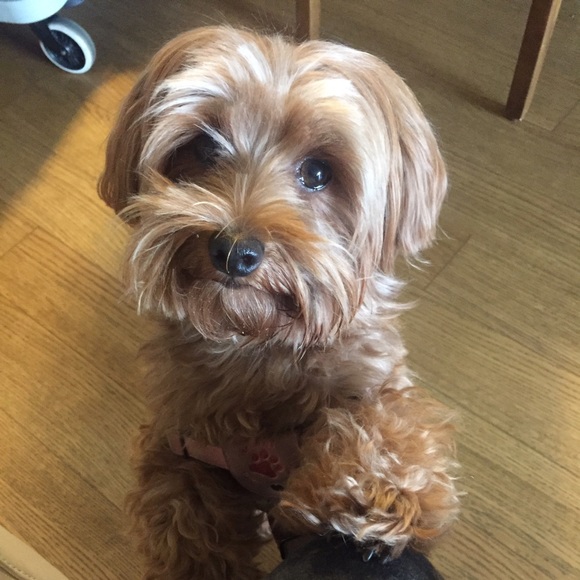 Meet your Posher, Stacey - Picture 4 of 7