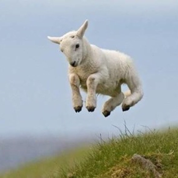 Meet your Posher, Belkis