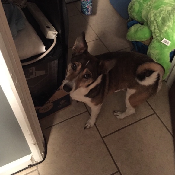 Meet your Posher, Connie - Picture 1 of 1