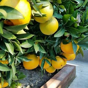 Meet your Posher, Zen