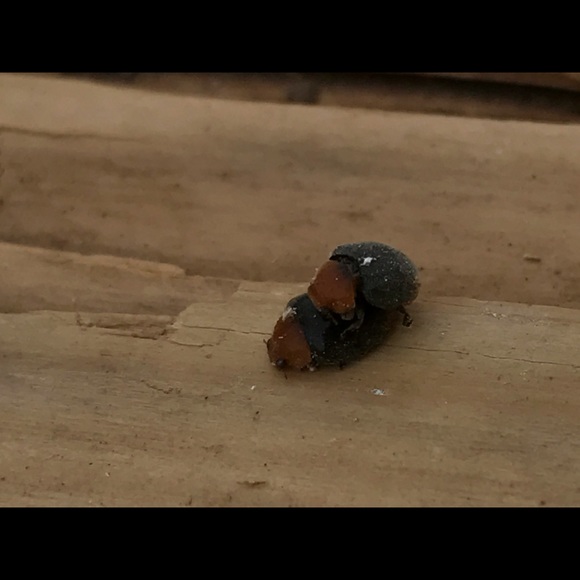 Meet your Posher, Ray - Picture 1 of 1