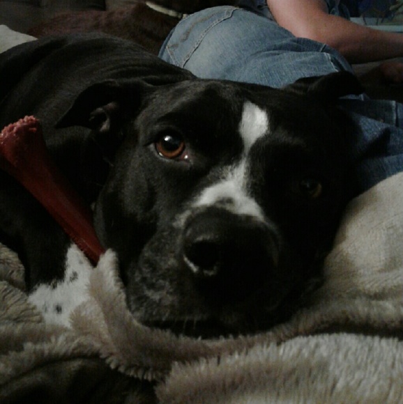 Meet your Posher, Sam - Picture 1 of 2