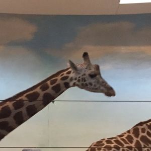 Meet your Posher, Avani