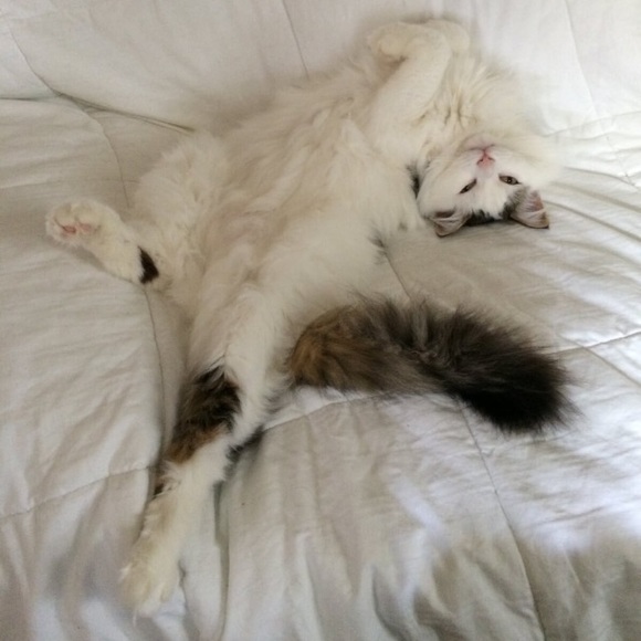 Meet your Posher, Angelina - Picture 7 of 7