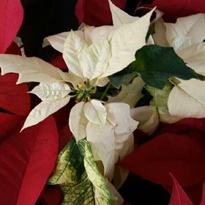 Meet your Posher, Yvonne