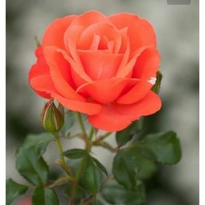 Meet your Posher, Keng