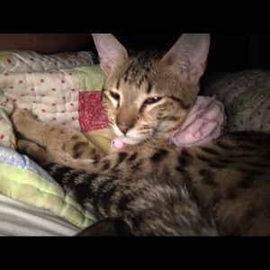 Meet your Posher, Elisabeth