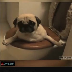 Meet your Posher, Joseph