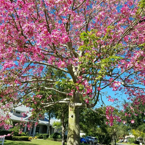 Meet your Posher, Norma - Picture 1 of 1