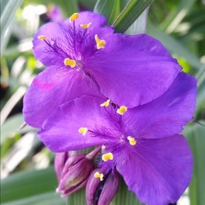 Meet your Posher, Suzanne