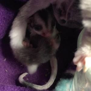 Meet your Posher, Gini