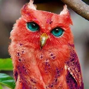 Meet your Posher, Laila