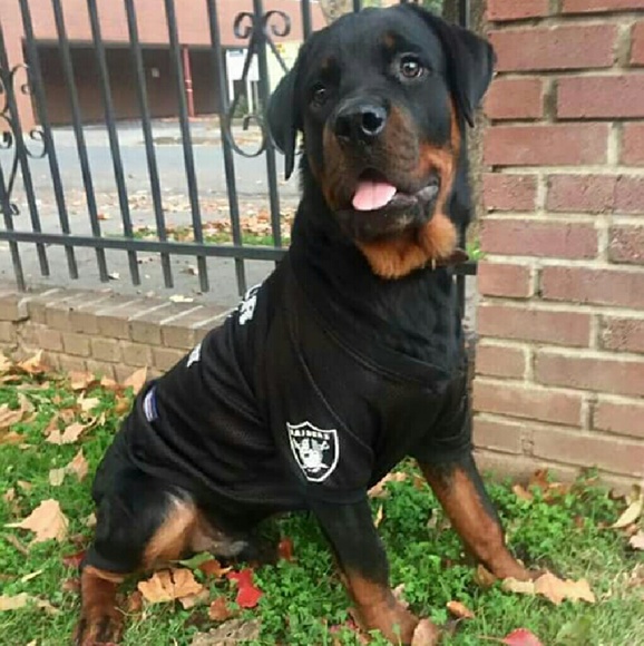 Meet your Posher, Maria - Picture 4 of 4