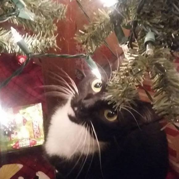 Meet your Posher, Brenda