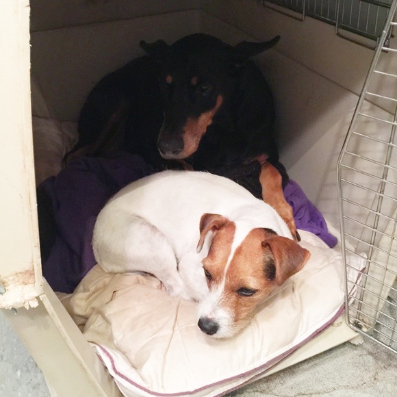 Meet your posher - Picture 2 of 4