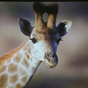 Meet your Posher, Joyce