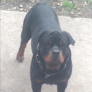 Meet your Posher, Luis