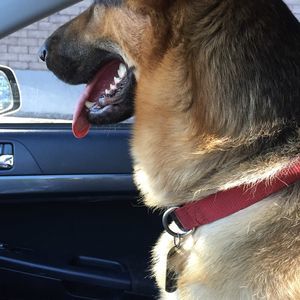 Meet your Posher, Josh