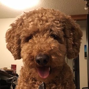 Meet your Posher, Nick