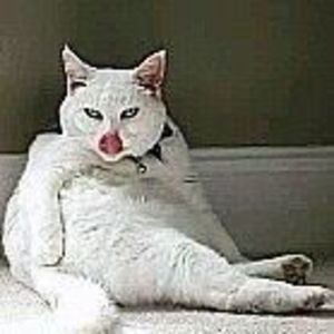 Meet your Posher, Ying