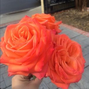 Meet your Posher, Misty