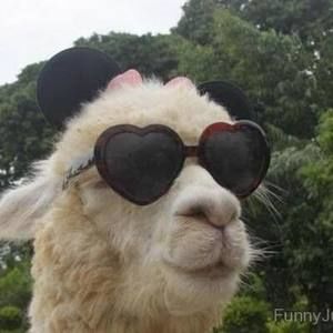 Meet your Posher, Heidi