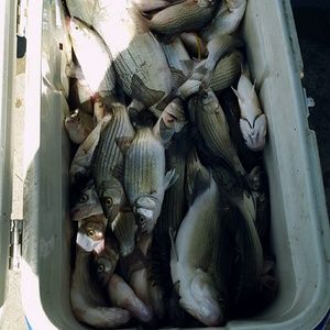 Meet your Posher, Tou